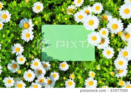 Mockup of a lot of North Pole white flowers and a green empty rectangular card Mockup of a lot of North Pole white flowers and a green empty rectangular card 83977090