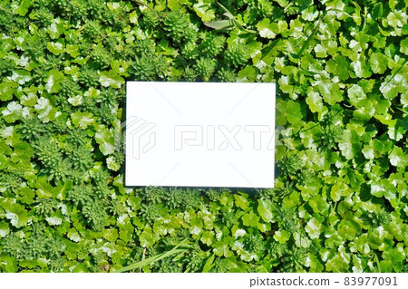 A mockup of a blank rectangular title frame on two types of green aquatic plants A mockup of a blank rectangular title frame on two types of green aquatic plants 83977091