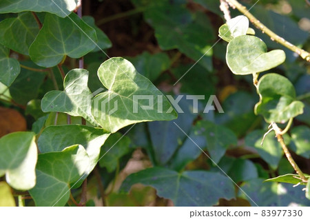 Kiduta葉子 83977330