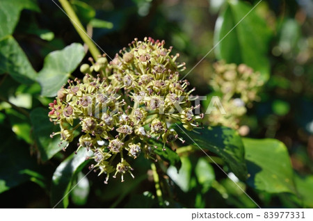 Kiduta花 Kiduta花 83977331
