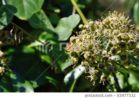Kiduta花 Kiduta花 83977332