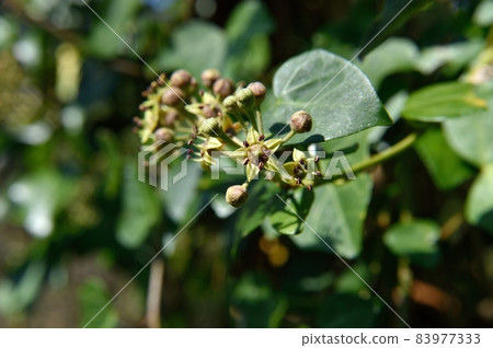 Kiduta花 Kiduta花 83977333
