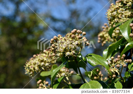 Kiduta花 Kiduta花 83977334