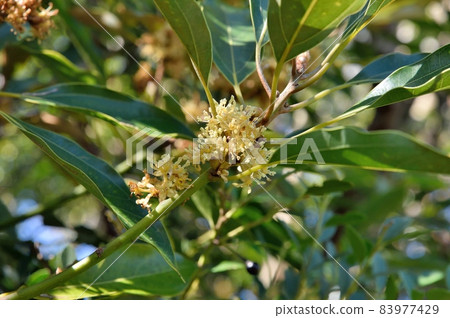 Shirodamo flower 83977429
