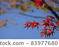 藍天和秋葉 83977680