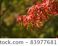 秋天的樹葉 83977681