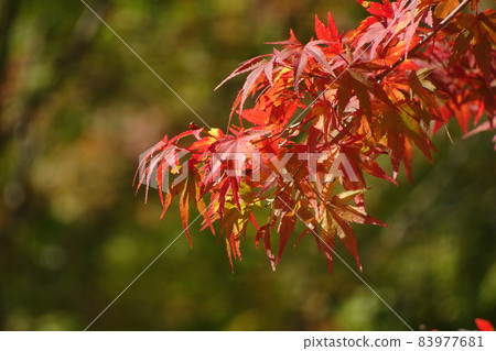 秋天的樹葉 83977681