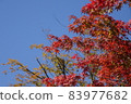 天空和秋天的落葉 83977682