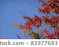 秋葉和天空 83977683