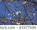 冬天櫻花樹 83977686