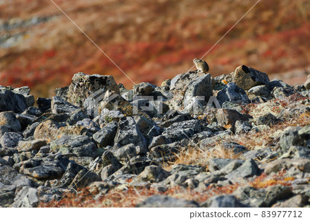 Northern pika (Ochotona hyperborea) 83977712
