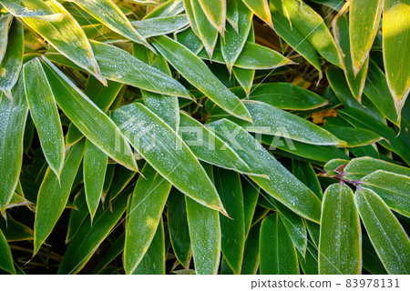 冷圖像·帶霜的球磨竹草 冷圖像·帶霜的球磨竹草 83978131