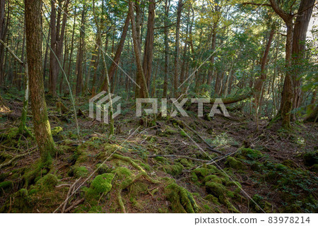 In the mysterious forest, Aokigahara Jukai In the mysterious forest, Aokigahara Jukai 83978214