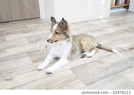 坐在地板上的設得蘭群島牧羊犬小狗 坐在地板上的設得蘭群島牧羊犬小狗 83978221