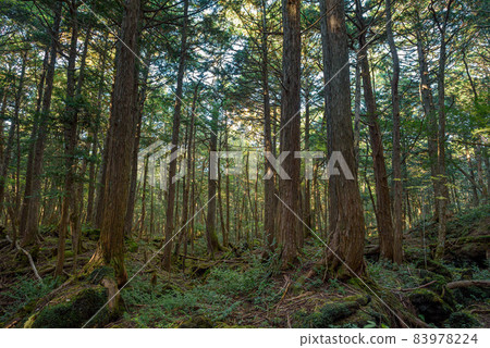 In the mysterious forest, Aokigahara Jukai 83978224