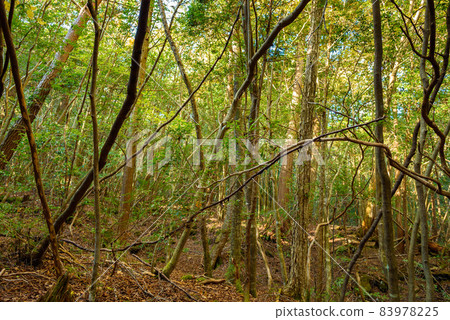 In the mysterious forest, Aokigahara Jukai 83978225