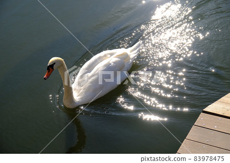 天鵝在故宮護城河 83978475