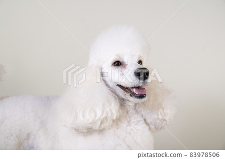 微笑貴賓犬 83978506