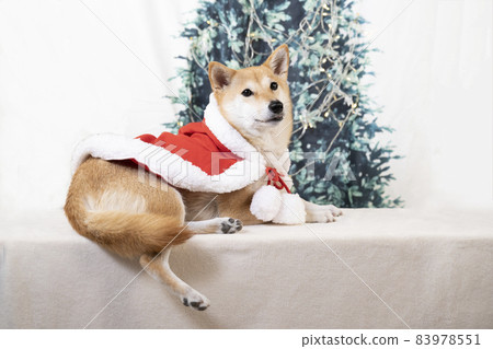 Shiba Inu in Santa costume 83978551