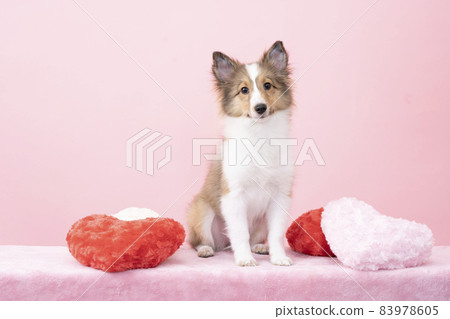 Sheltie 小狗坐和心臟墊 Sheltie 小狗坐和心臟墊 83978605