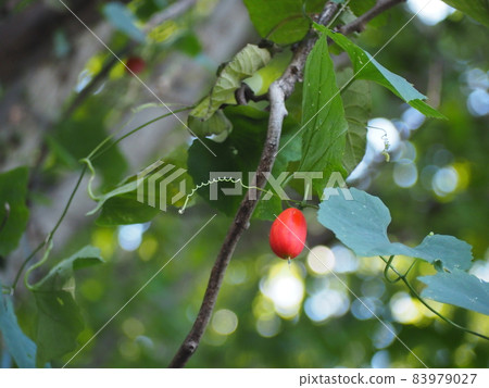 Karasuuri Karasuuri 83979027