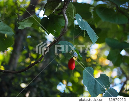 Karasuuri Karasuuri 83979033