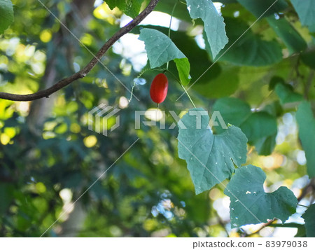 Karasuuri Karasuuri 83979038