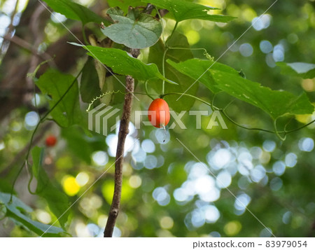 卡拉蘇里 83979054