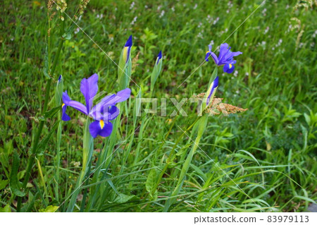 Flowering on the street Ayame May's festival Parents' wishes! 83979113