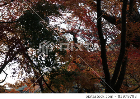 Autumn leaves Autumn leaves 83979798