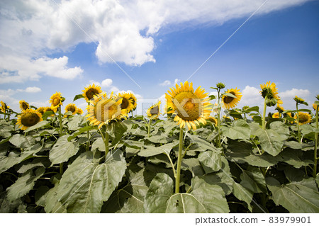 At Nogicho Sunflower Festival At Nogicho Sunflower Festival 83979901