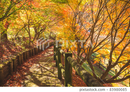 A road with beautiful autumn leaves 83980085