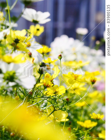 Beautiful flowers blooming in the roof garden 83980135