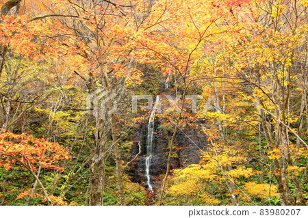 Okuse, Towada City, Aomori Prefecture, Oirase Gorge, Autumn Leaves, Furu no Taki Okuse, Towada City, Aomori Prefecture, Oirase Gorge, Autumn Leaves, Furu no Taki 83980207