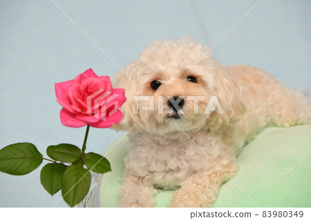 Roses and maltipoo Roses and maltipoo 83980349