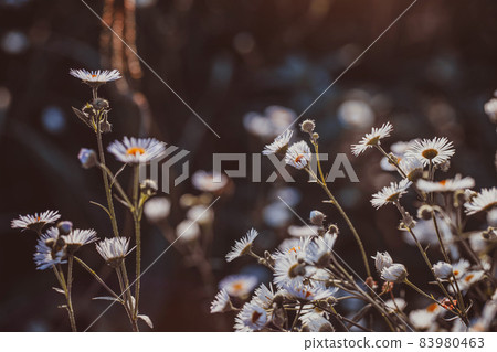 Autumn wild grass and flowers on a meadow Autumn wild grass and flowers on a meadow 83980463