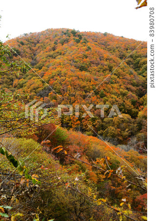Autumn leaves of Ningyo Pass (Okayama prefecture-Tottori prefecture) 83980708