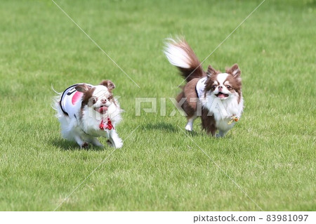 A dog running in a dog run A dog running in a dog run 83981097