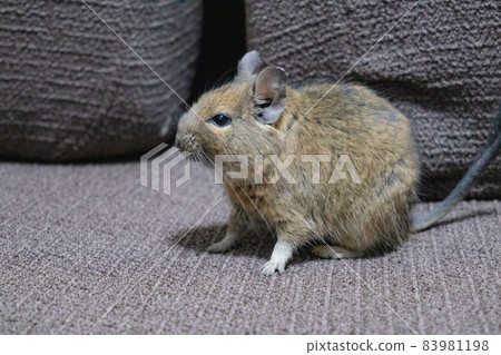 [寵物] 德古 [小動物] 83981198