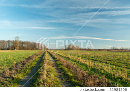 A dirt road through farmland and a clear sky A dirt road through farmland and a clear sky 83981206
