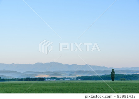A poplar tree standing on Biei Hill Early morning Biei Hill 83981432