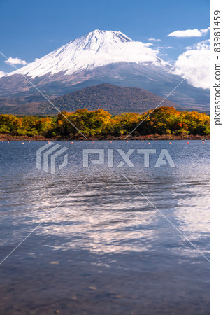 《Yamanashi Prefecture》 Autumn Mt. Fuji, Lake Shoji Lakeside 83981459