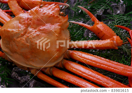 Snow crab 83981615