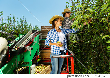 Farmers working on automatic harvesting platform Farmers working on automatic harvesting platform 83981676