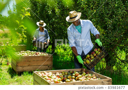 Man laying harvested pears in boxes Man laying harvested pears in boxes 83981677