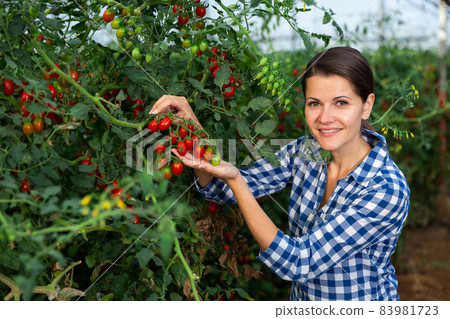 Female gardener working in greenhouse, checking tomato 83981723