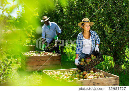 Woman laying harvested pears in box Woman laying harvested pears in box 83981727