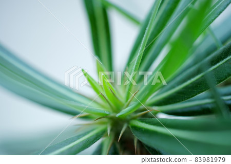 Photograph of Pakipodium 83981979