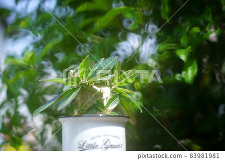 Photograph of Pakipodium 83981981