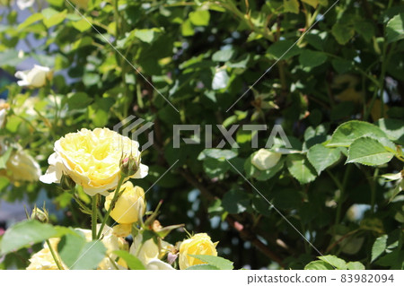 Rose White confession rose Rose White confession rose 83982094
